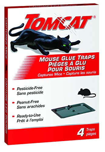 Best mouse trap in 2022 [Based on 50 expert reviews]